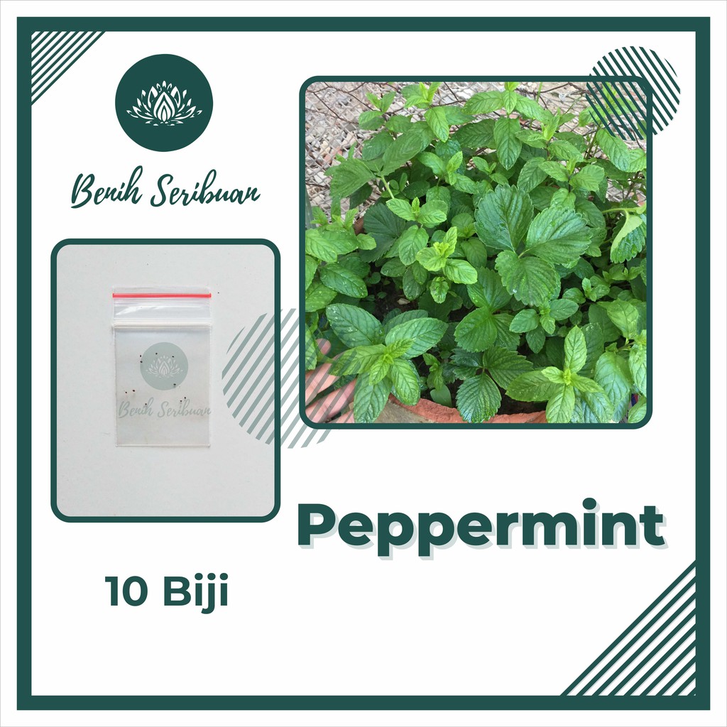 BS-BYL Benih Herbal Bibit Herb Herba Daun Mint Peppermint Lavender Basil Kale Kucai Coriander Parsley Alfalfa Grass-MINT PEPPERMINT