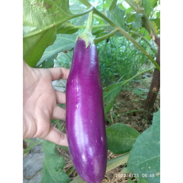 

sayur terong ungu segar langsung petik dari kebun