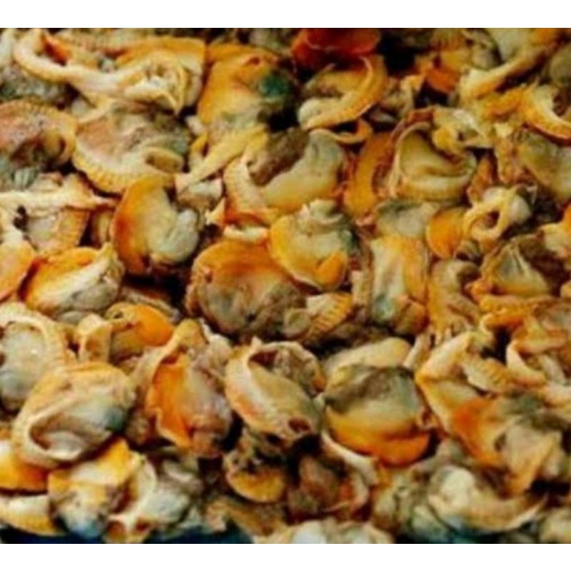 

Kerang dara fresh surga kebutuhan ku