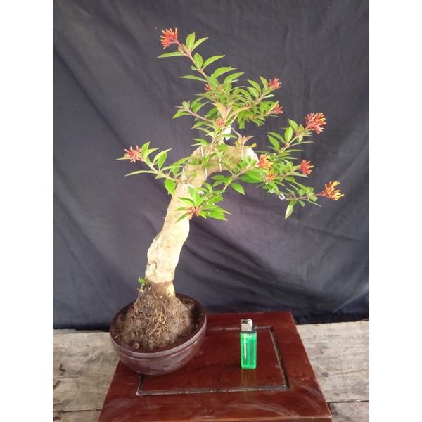 bonsai pusaka mikro..(realpict.)