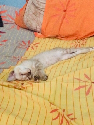 Batik Anak Laki Laki S M L Xl Tanggung Jangkis Umur 1-13tahun Bisa Bayar Tujuan/cod