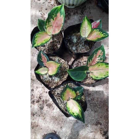 Aglonema Sultan Brunei Anakan