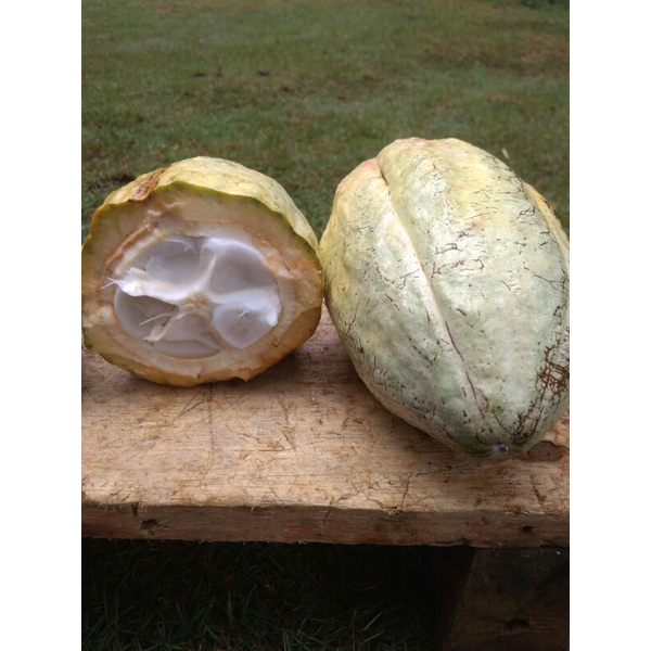 

Buah Coklat matang.Biji bisa untuk benih