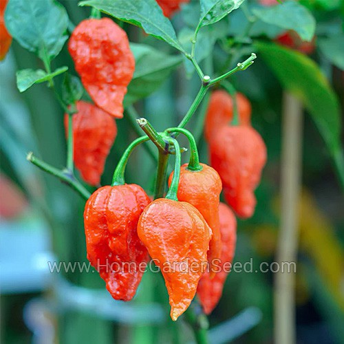 Benih Cabai Ghost Bhut Jolokia - Hot Pepper - Home Garden Seed