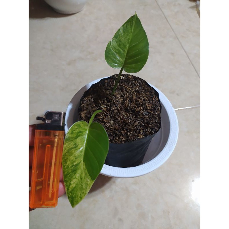 pilo marbel variegata kaligata varigata