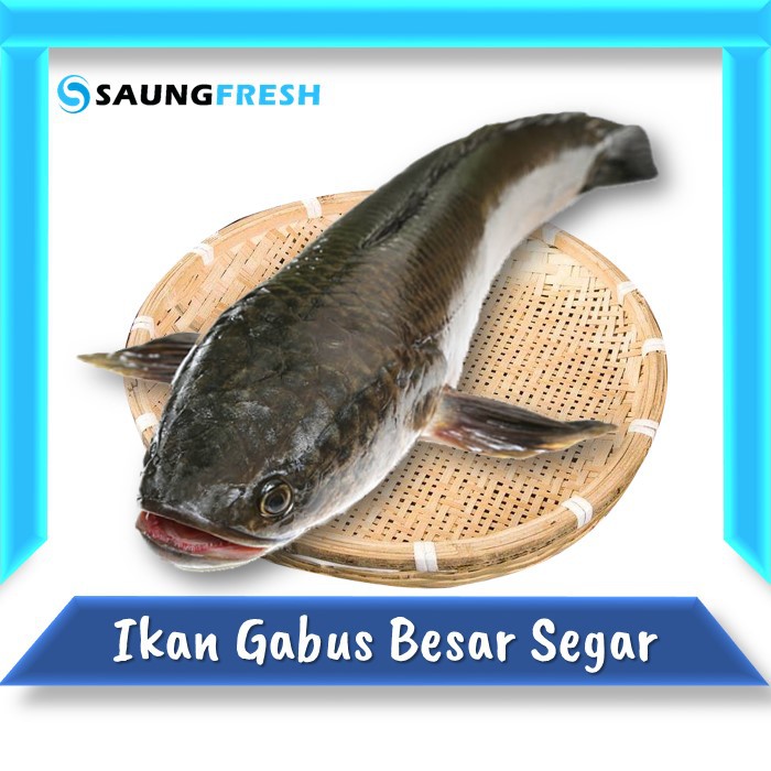 610 Ikan Gabus Air Laut HD Terbaru