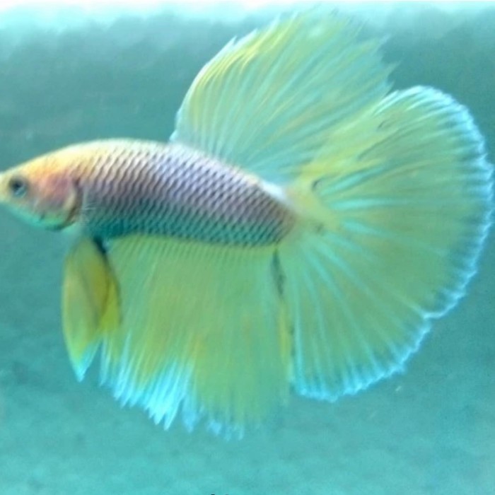 ikan cupang hiass halfmoon yellow