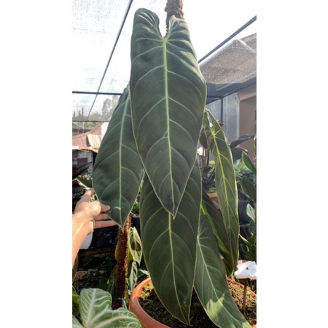PHILODENDRON MELANOCHRYSUM NARROW MELANO DAUN PANJANG