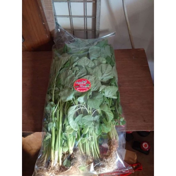 

Fresh Sayur Bayam Hijau Hidroponic Bebas Pestisida