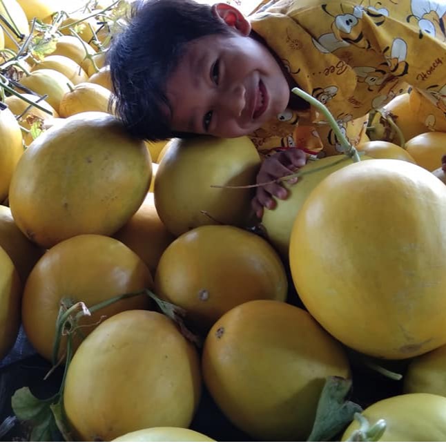 2 Benih Bibit Melon Golden F1 Hibrida Eksis Buah Buahan Melon Kuning Super Bintang Asia Tahan Virus Unggul