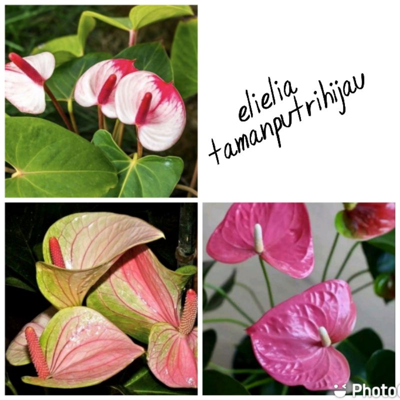 paket hemat 3 jenis bunga tanaman hias Anthurium mickey mouse-pohon mikimos pink ungu,hijau putih,pi