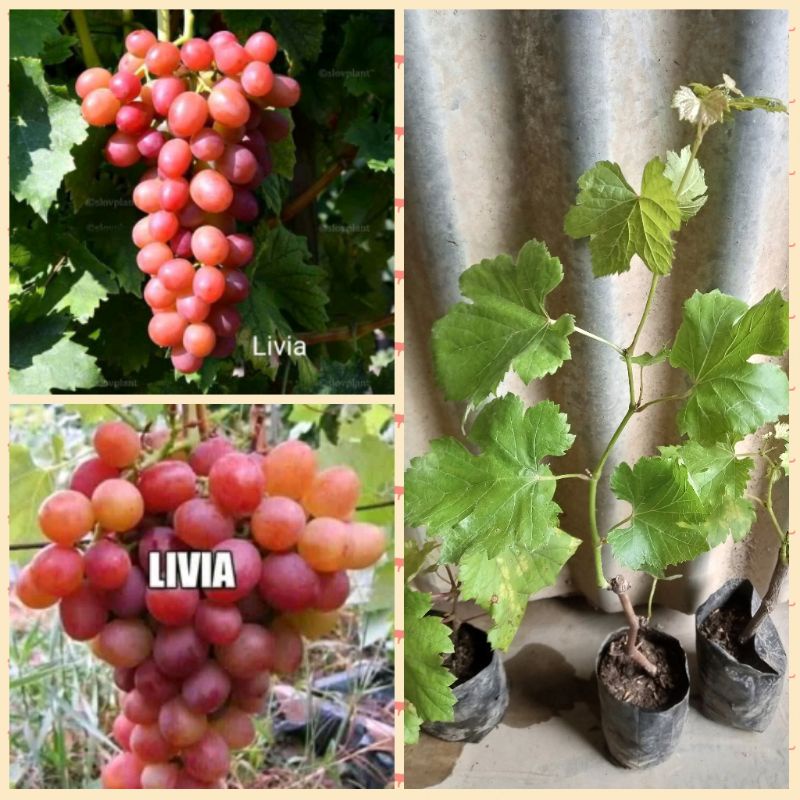 bibit anggur livia import (stek batang)