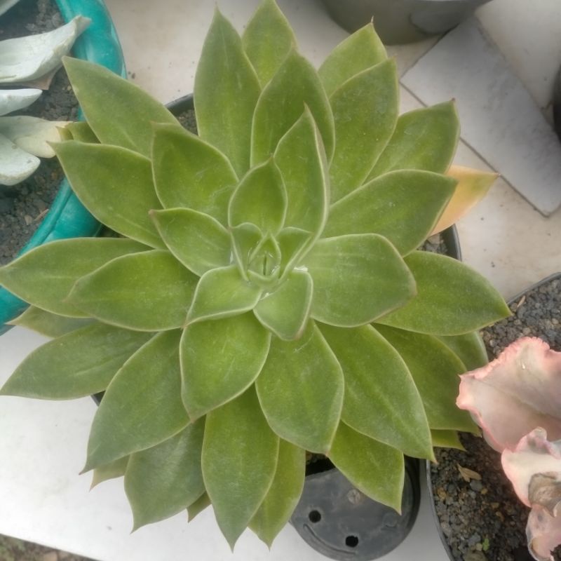 ECHEVERIA RUBELA JUMBO POT 20