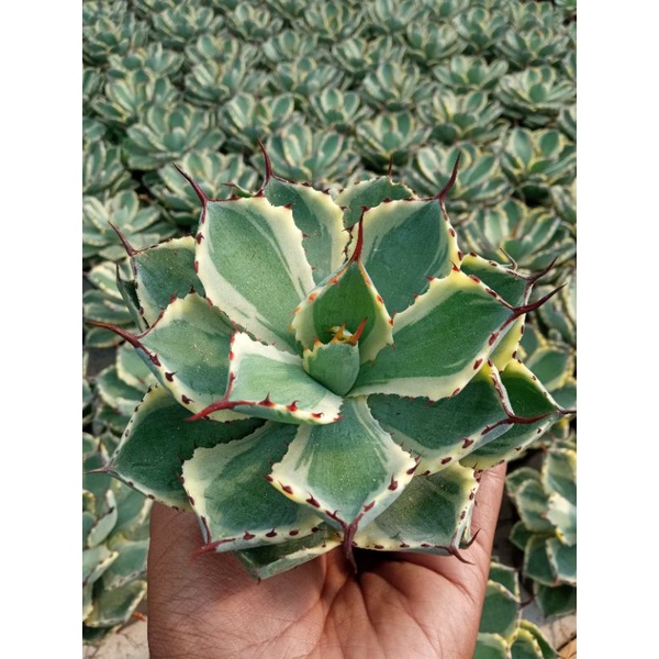 agave kisho khan
