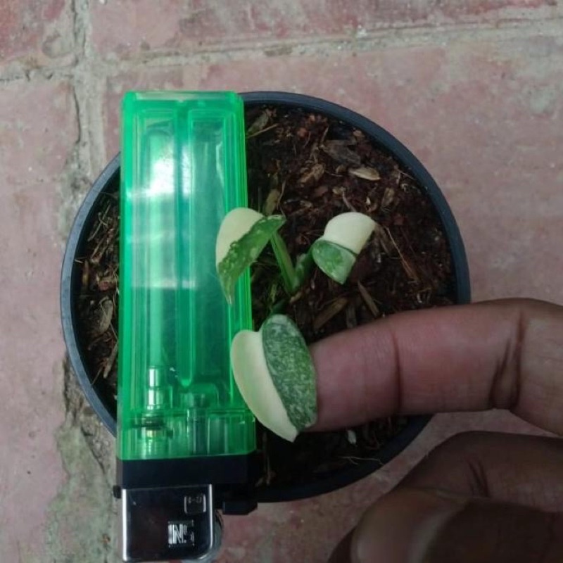 Tanaman Hias Baby Monthai