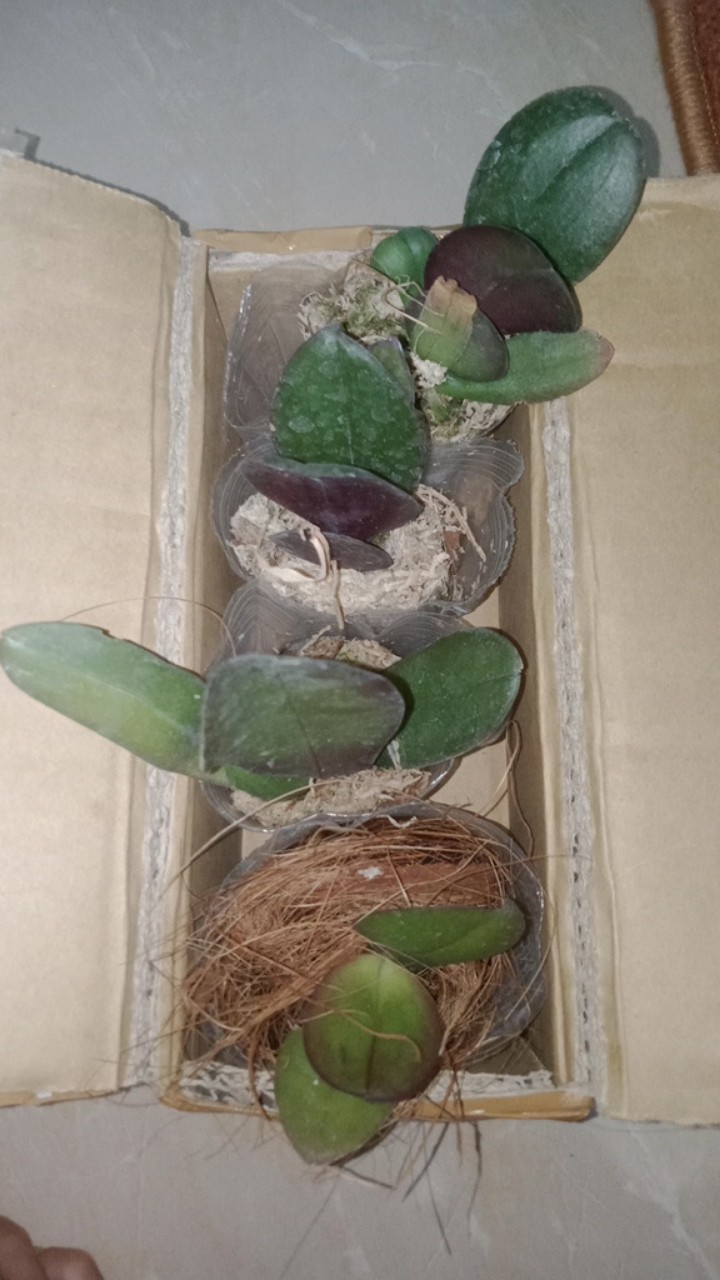 Anggrek Bulan Remaja - Phalaenopsis Hybrid Taiwan