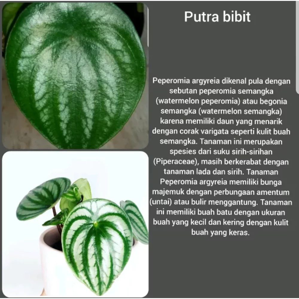 Tanaman Hias Keladi Urat Daun Putih Merah Hijau Unik Langka