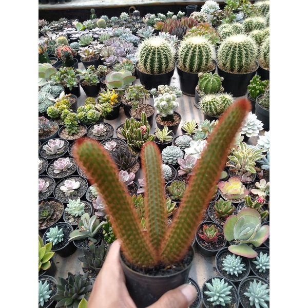 kaktus ownroot ekor tupai merah