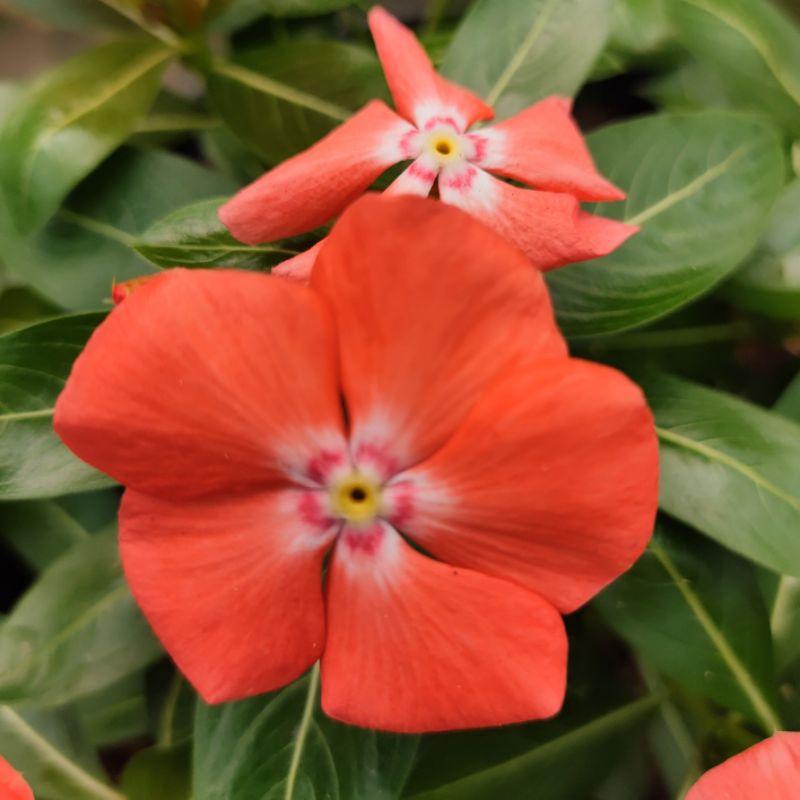 15 biji vinca jepang, mandarin orange, vinca sultan - tegak