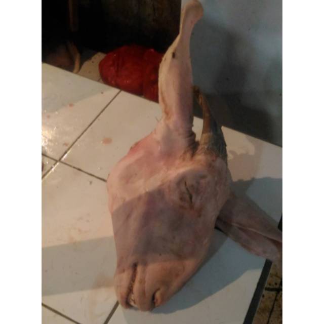 

Kepala Domba harga perkilo