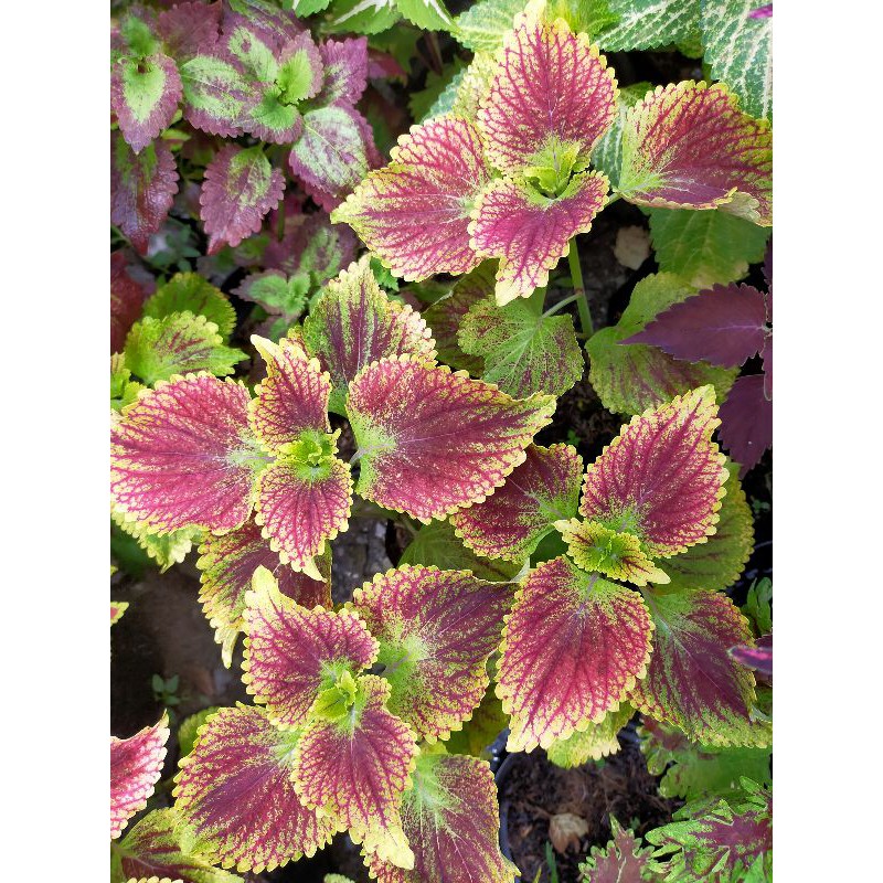 Miana Sultan Jombang/ Bara asmara