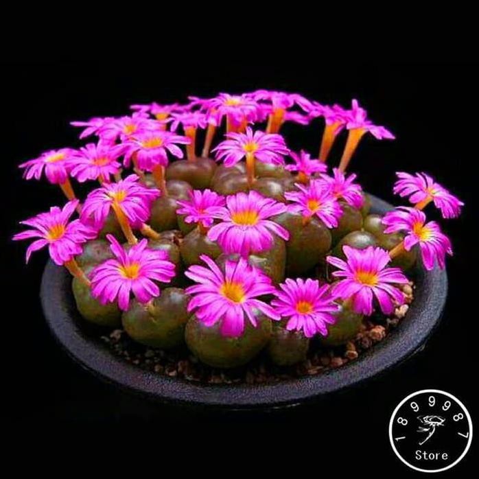 Paket 9 Jenis Biji Benih Kaktus Lithops - Import