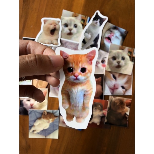 stiker sticker pack kucing koceng oren lucu meme kucing stiker kucing untuk case hp laptop kulkas lemari helm