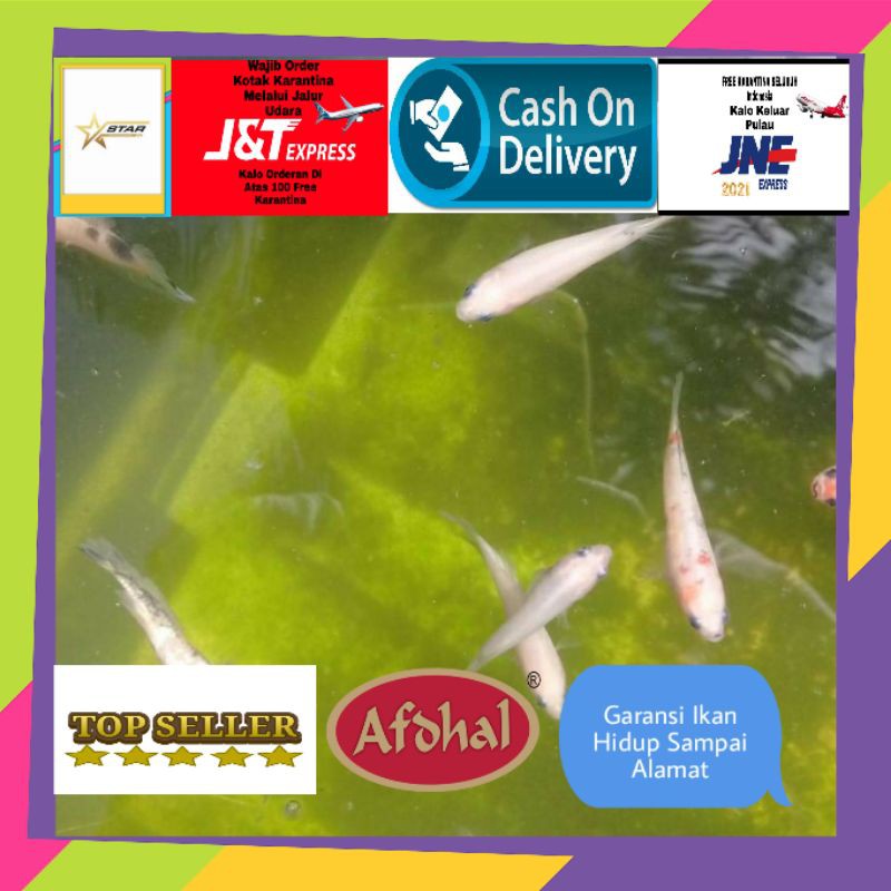 Promo MURAH MERIAH Ikan Cupang Betina/Jantan Cello Line  Koi Nemo  Minimal Order 10 Ekor