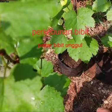 Bibit Buah Anggur Ramsey Rootstock BIbit Anggur Import Berkualitas Unggul