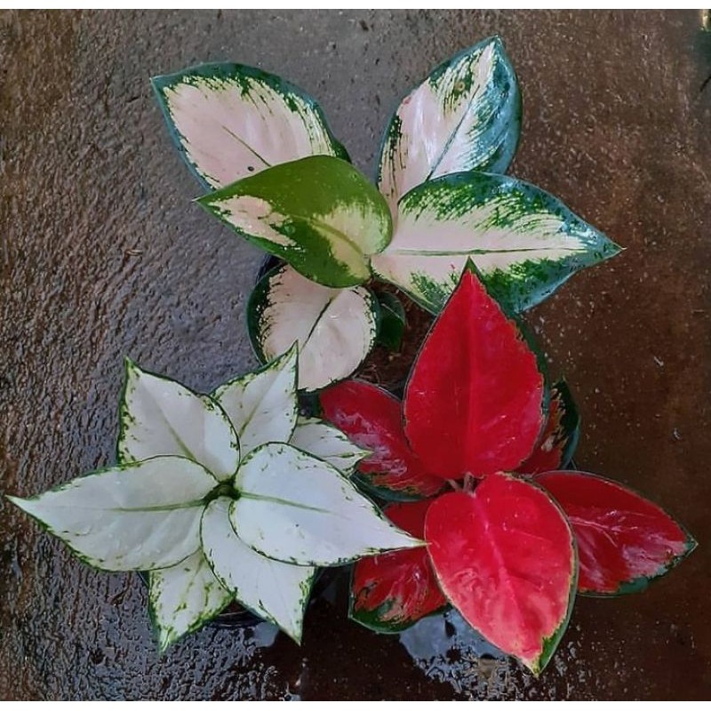 Paket 3 jenis Bonggol bunga Aglonema (SuksomJaipong/Khocin Sutraa/Super White)