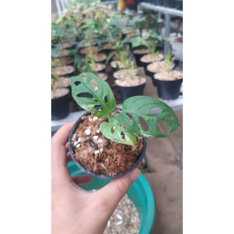 Monstera Adansonii Variegata Jepang Shopee Indonesia