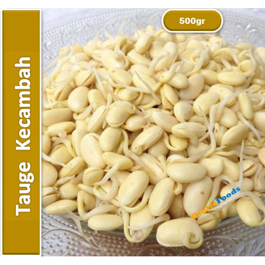 

Tauge Kecambah | Tauge Pendek [ Berat 0,5Kg/500gr ]