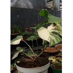 MONSTERA VARIGATA MARBLE EKONOMIS