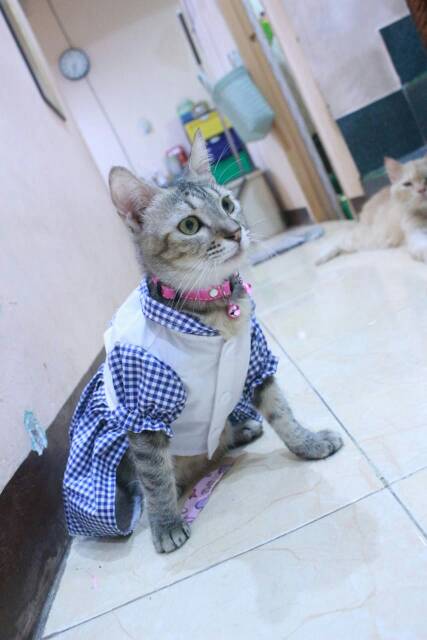 Dress kotak-kotak biru untuk kucing dan anjing / baju kucing murah size S-XL