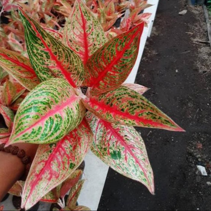 Tanaman hias Aglonema legacy merah - bunga Aglonema legacy