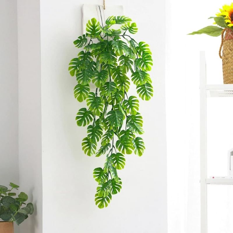 Daun Juntai Monstera / Daun Philodendron Latex / daun monstera