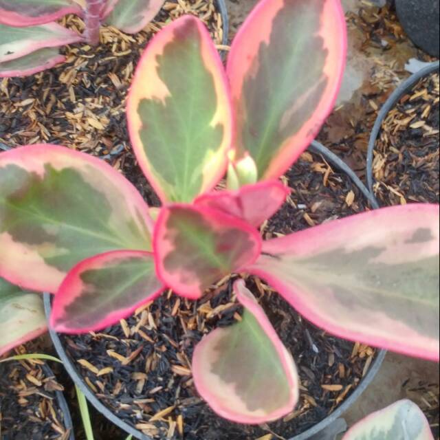 Tanaman hias peperomia clusiifolia merah / peperomia mangkuk merah