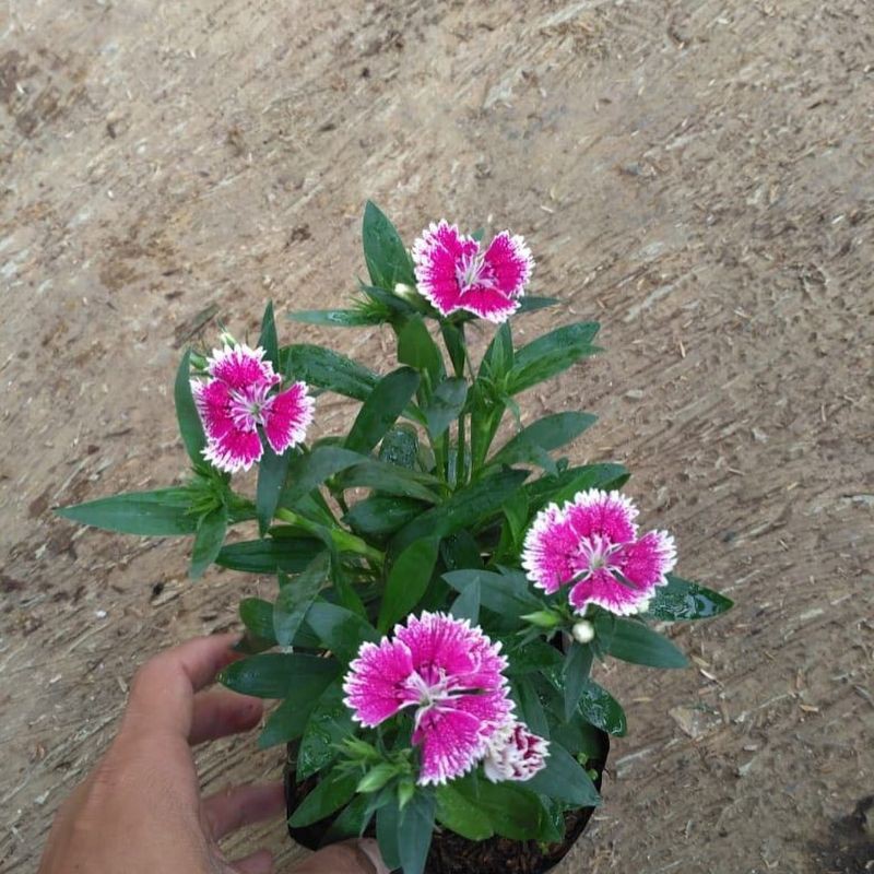 Diantus/anyelir ping putih