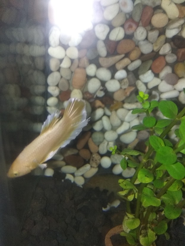 Ikan Cupang Hias Plakat Big Ear Soft Gold Mewah