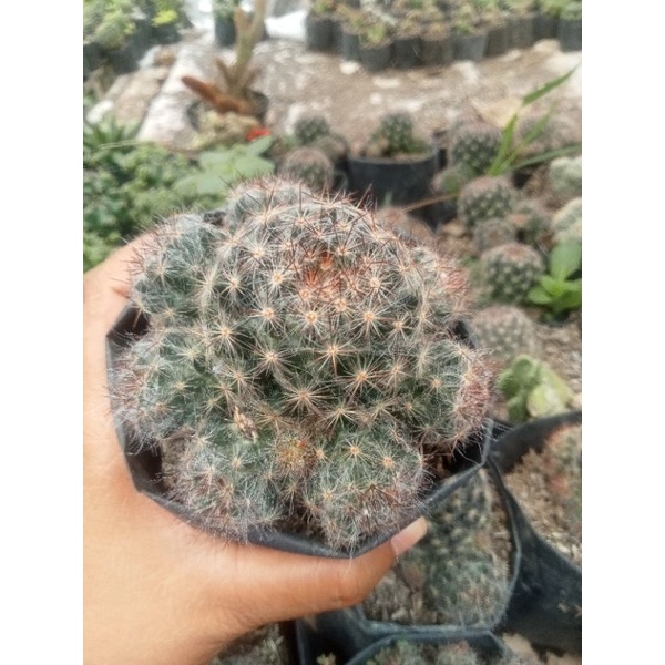 kaktus cabai merah jumbo/kaktus murah/