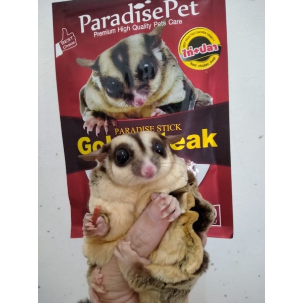 Gobe Steak 50g Snack Sugar Glider Import Thailand High Quality Pet Friendly