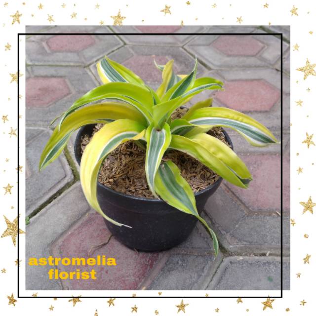 Tanaman hias"D lemone lime" /dracaena