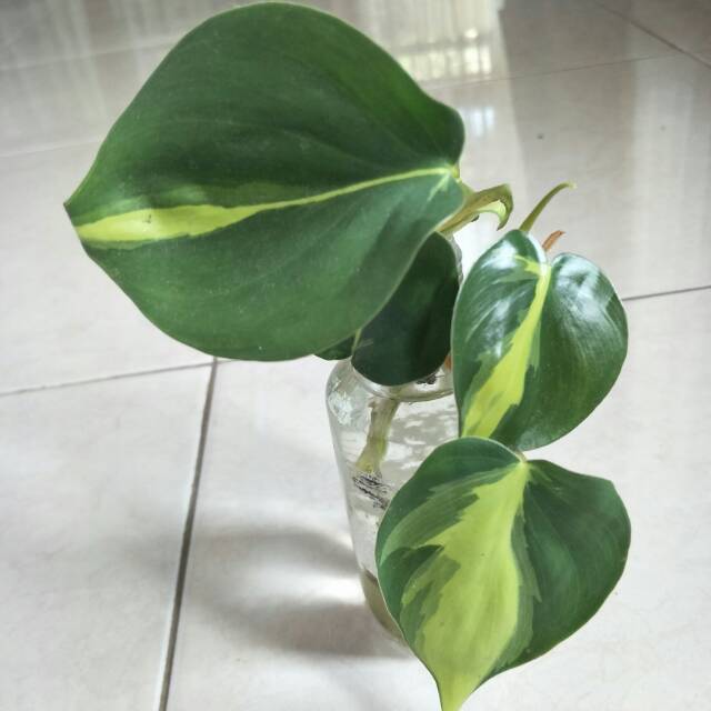 Philodendron brazil/ sirih brazil variegata