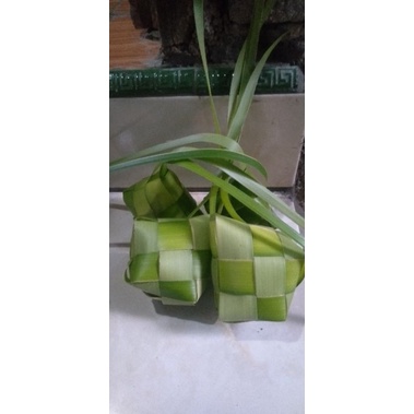 

Cangkang ketupat daun kelapa