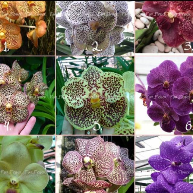 Seedling Anggrek Vanda
