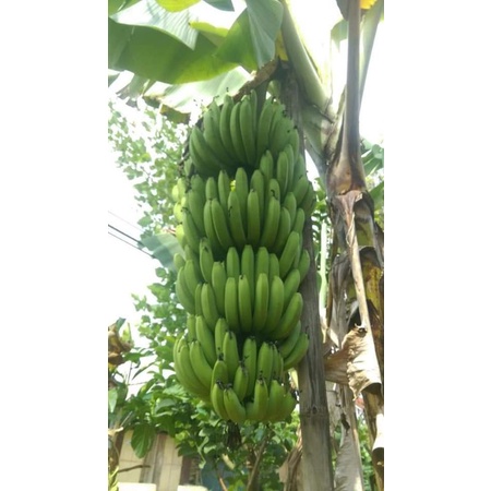 tunas pisang cavendish delmonte