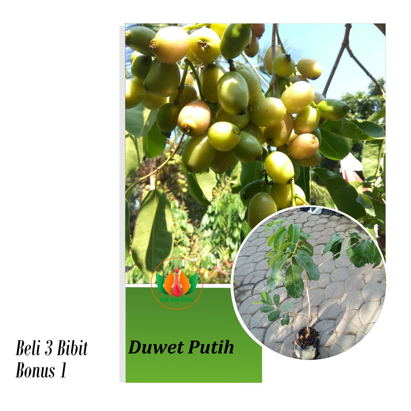 Bibit Tanaman buah Juwet Putih