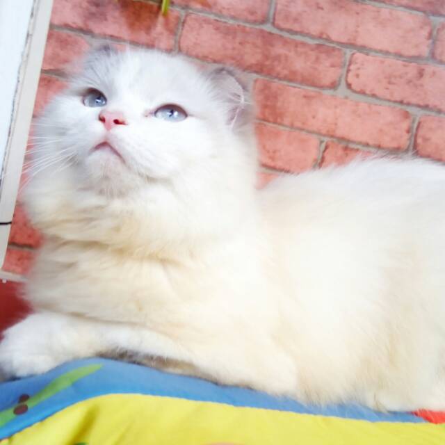 ayuyasminevikanaswari