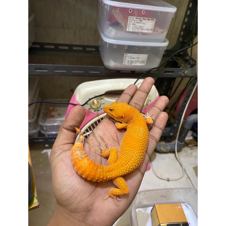 Leopard Gecko Male Sunglow Calon Full CT Cakep No. 749