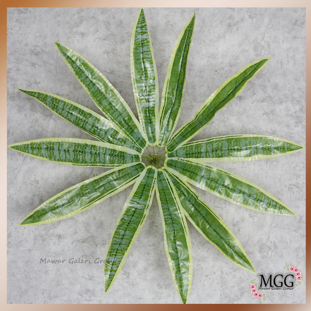 Daun Lidah Mertua Sansevieria Trifasciata Latex X 12 (satuan) Daun ...